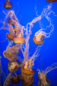 Monterey Bay Aquarium | The Style Scribe