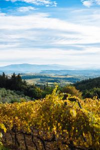 Wine Tasting in Tuscany | The Style Scribe